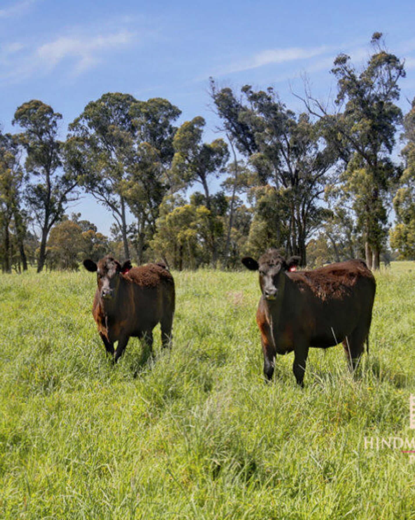 Lot 318 Illawarra Highway Moss Vale, Vale - Image 1
