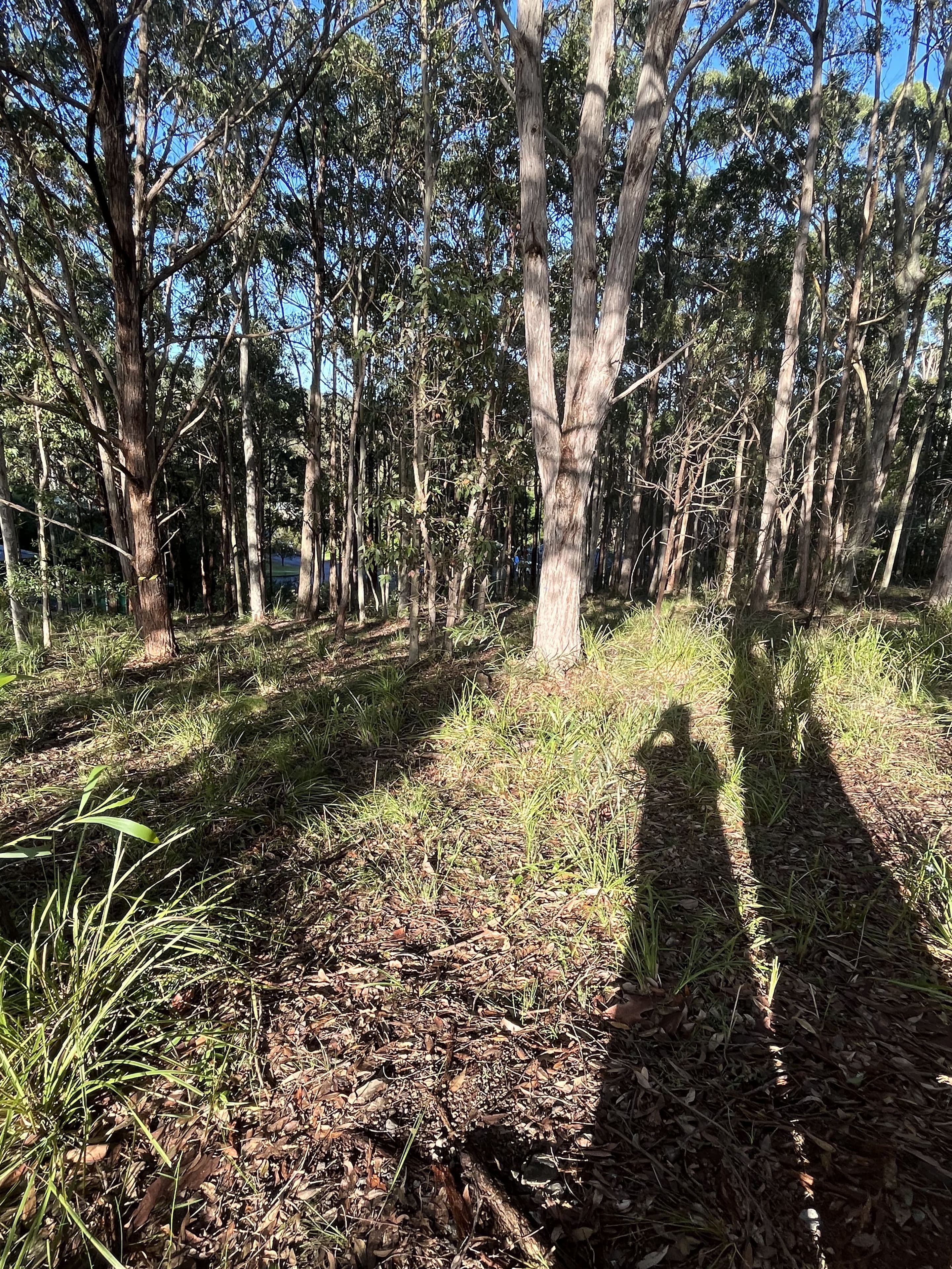41 Curlew Crescent, Nerong NSW 2423, Nerong - Thumbnail 3