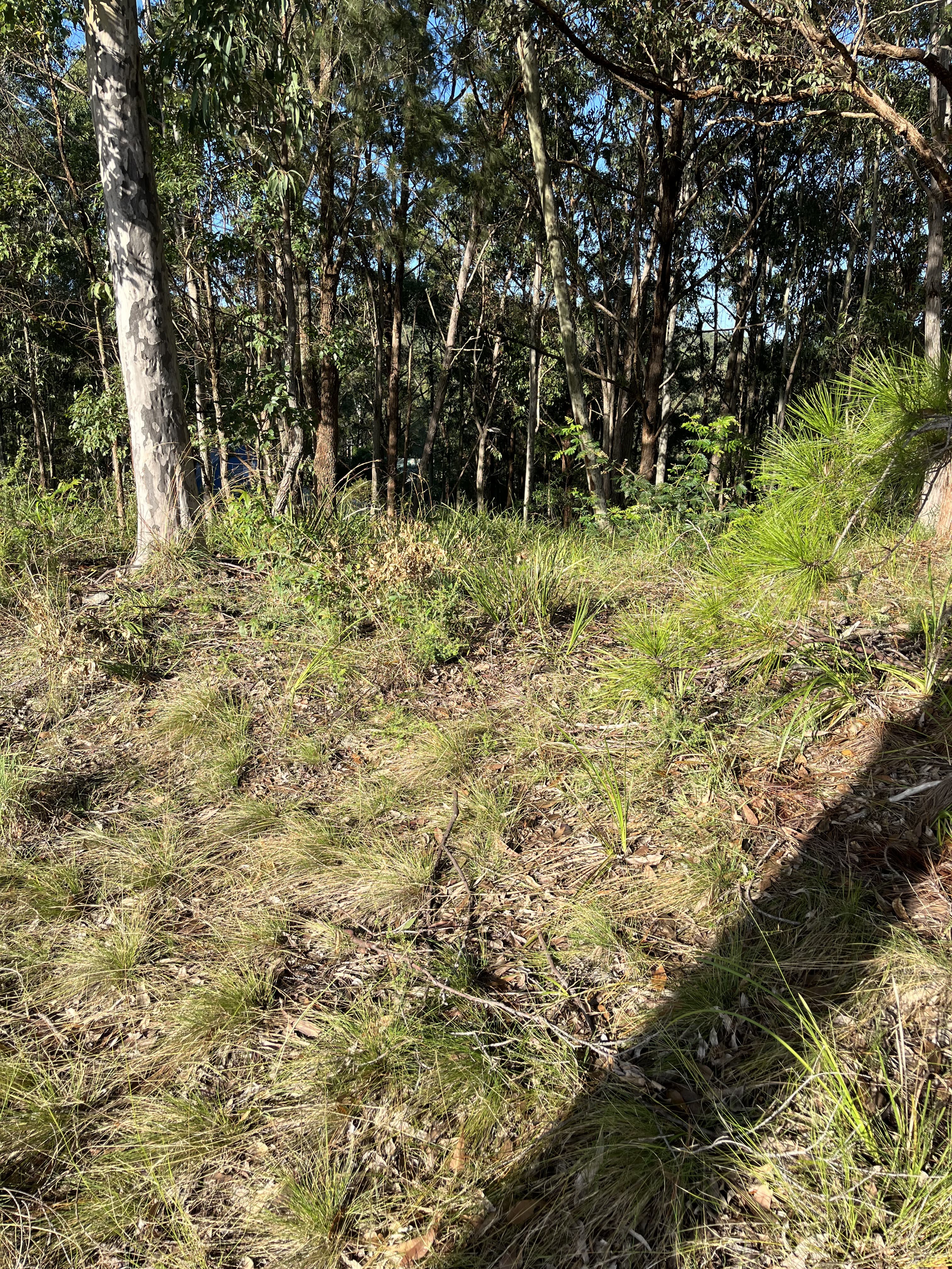 41 Curlew Crescent, Nerong NSW 2423, Nerong - Thumbnail 6