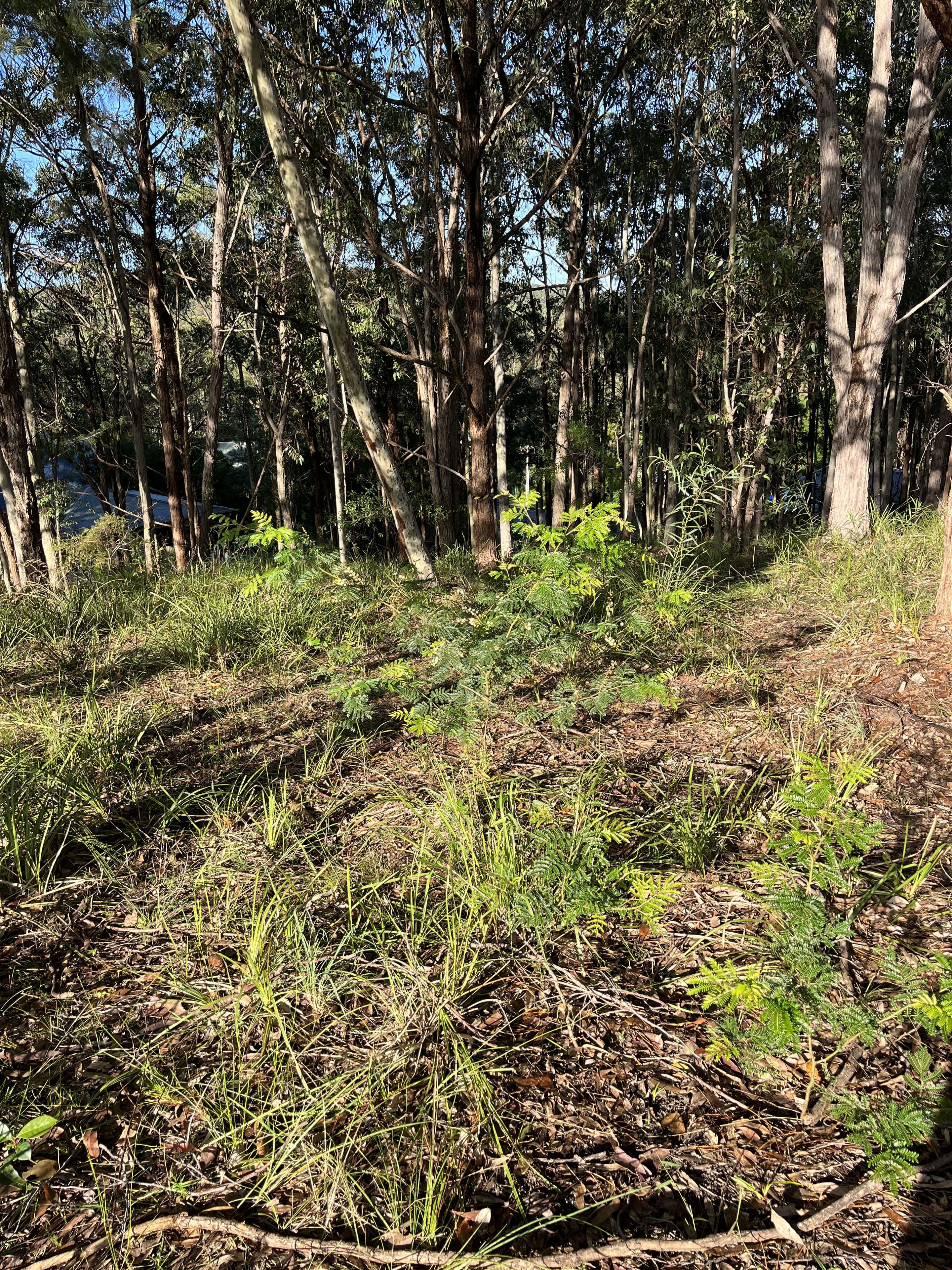 41 Curlew Crescent, Nerong NSW 2423, Nerong - Thumbnail 7