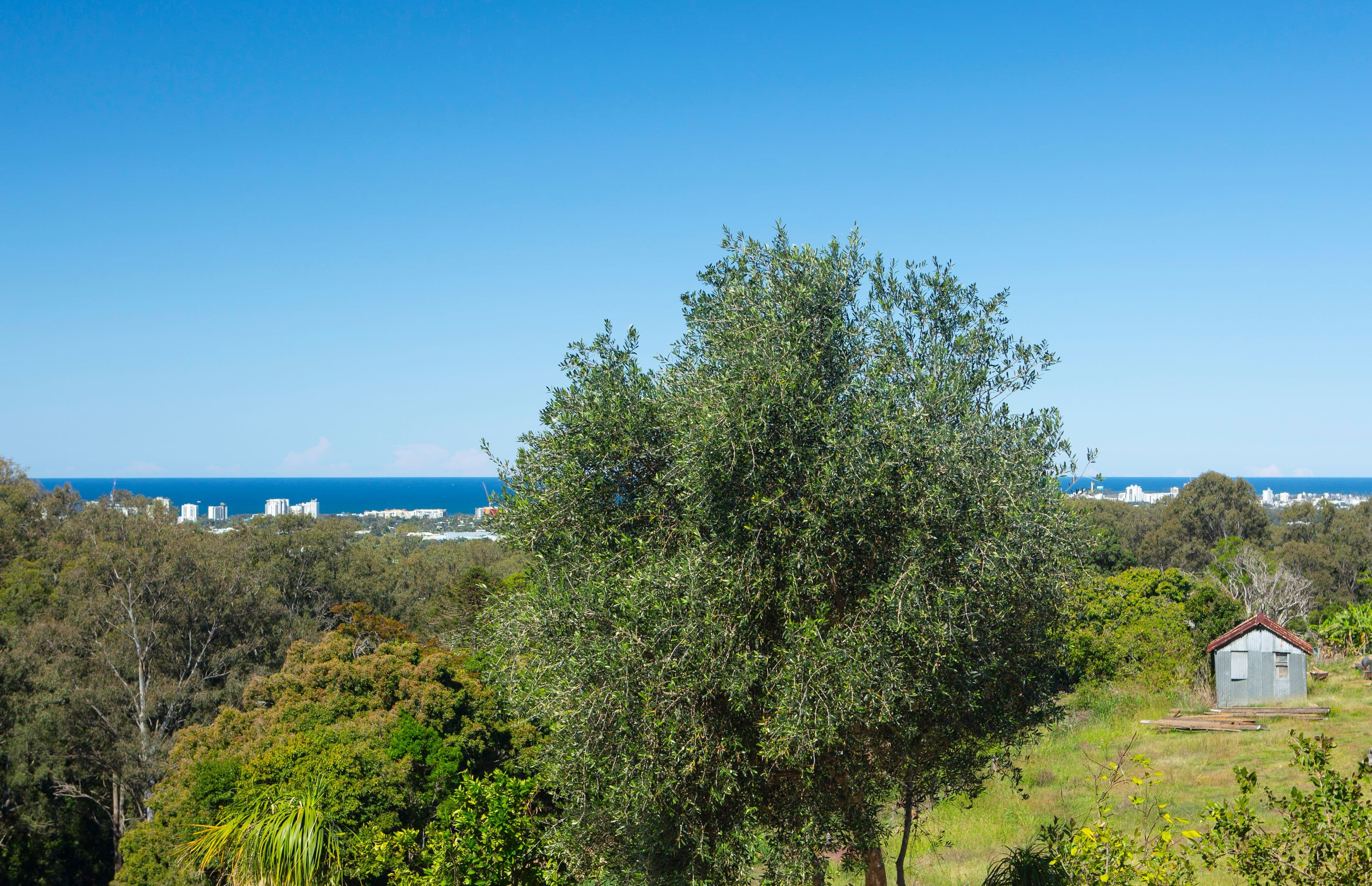 53 Orme Road, Buderim QLD 4556, Buderim - Thumbnail 3