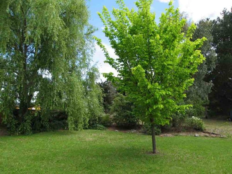 36B Gibraltar Street, BUNGENDORE NSW 2621, Bungendore - Thumbnail 3