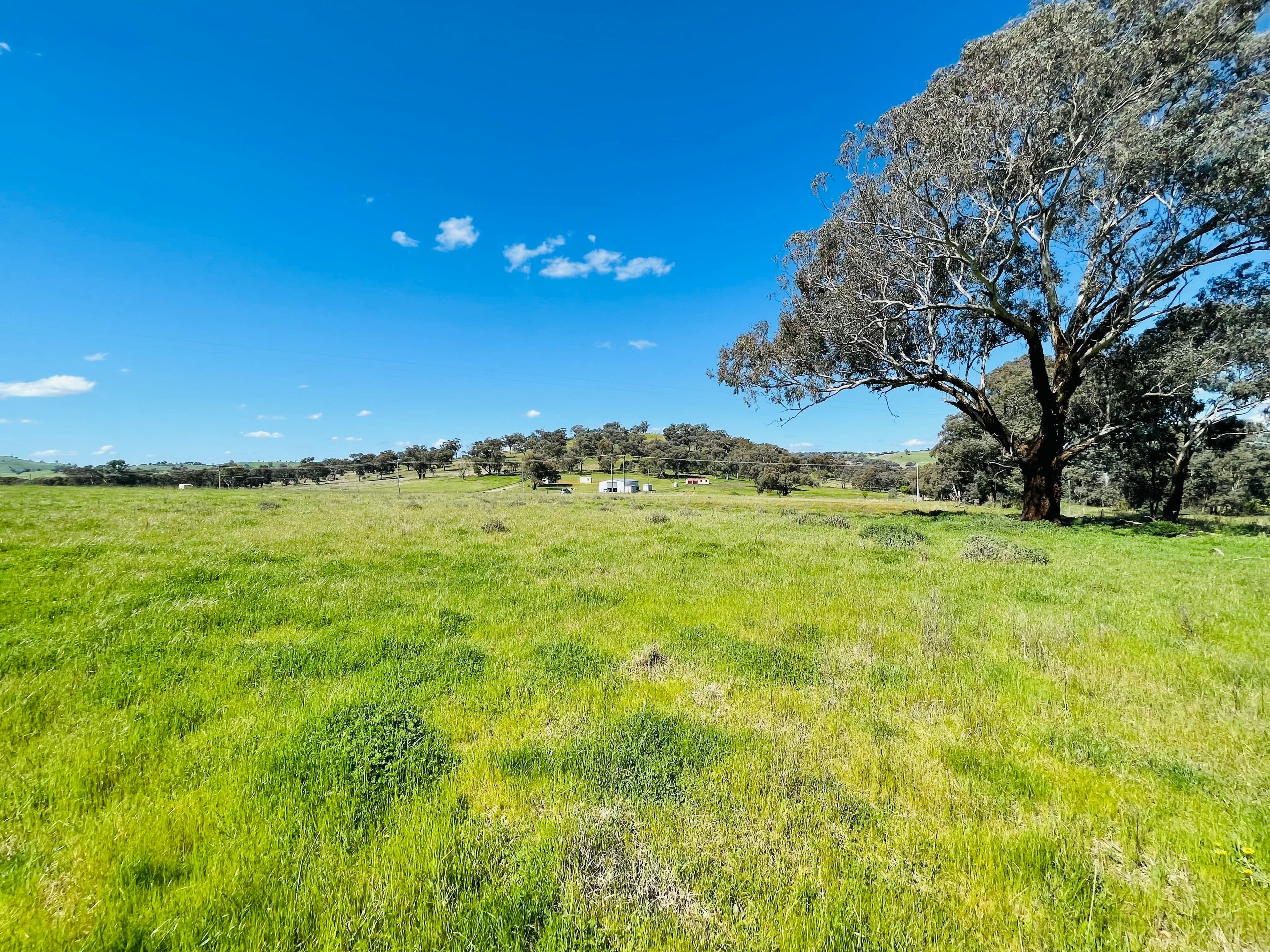 9 Dowling Dr, Murringo via, Young NSW 2594, Young - Thumbnail 7
