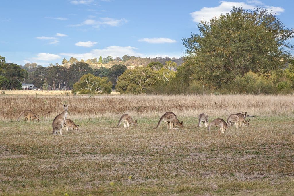 45 Hathfelde Boulevard, Mernda VIC 3754, Mernda - Thumbnail 6