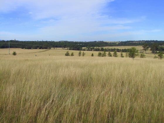 SINGLETON NSW 2330, Singleton - Image 1