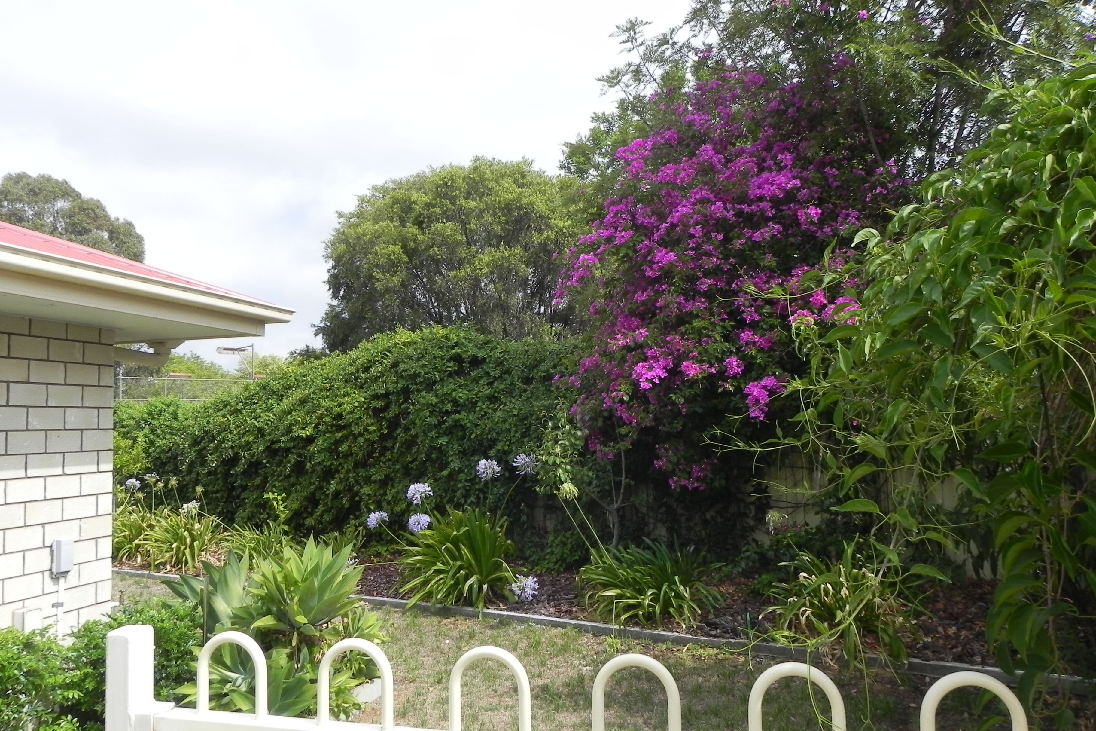 19 Briggs, Pittsworth QLD 4356, Pittsworth - Thumbnail 4