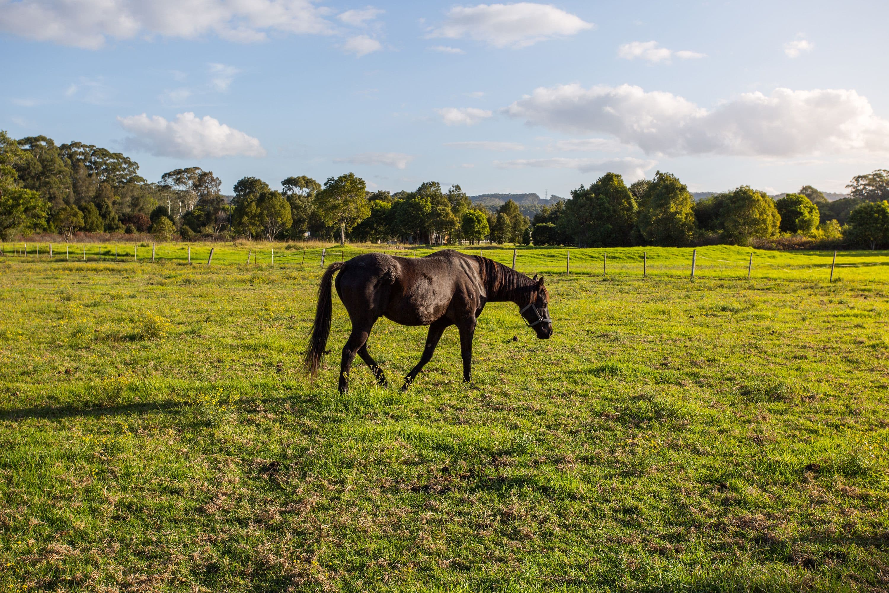 35 Mardi Road, Mardi NSW 2259, Mardi - Thumbnail 3