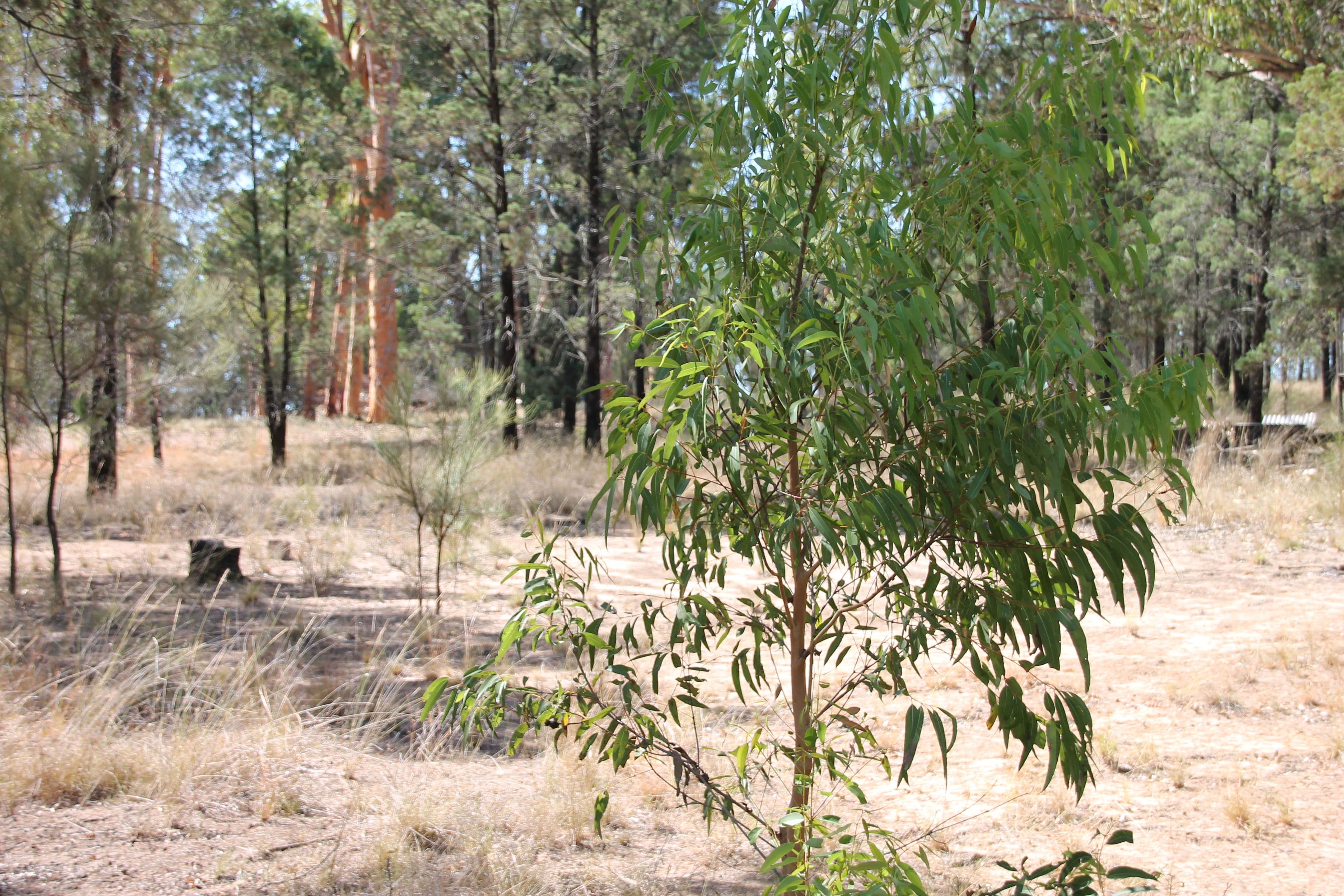 41 Gledsons Road, Inglewood QLD 4387, Inglewood - Thumbnail 2