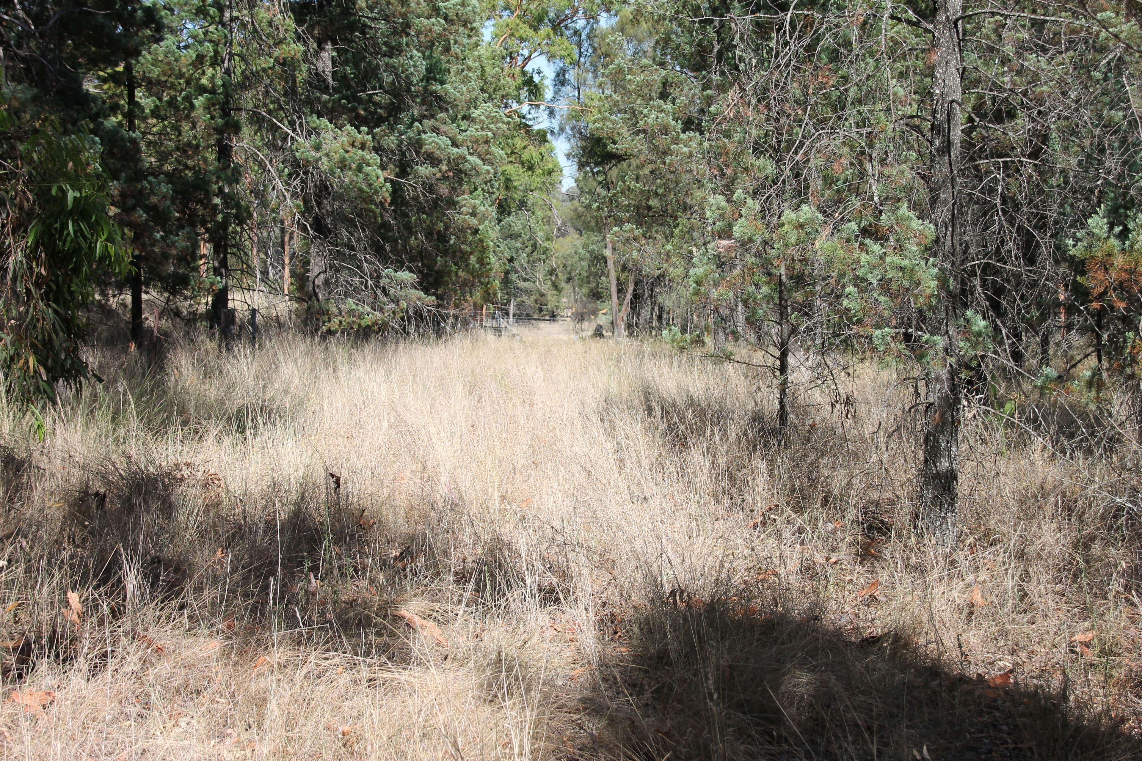 41 Gledsons Road, Inglewood QLD 4387, Inglewood - Thumbnail 3