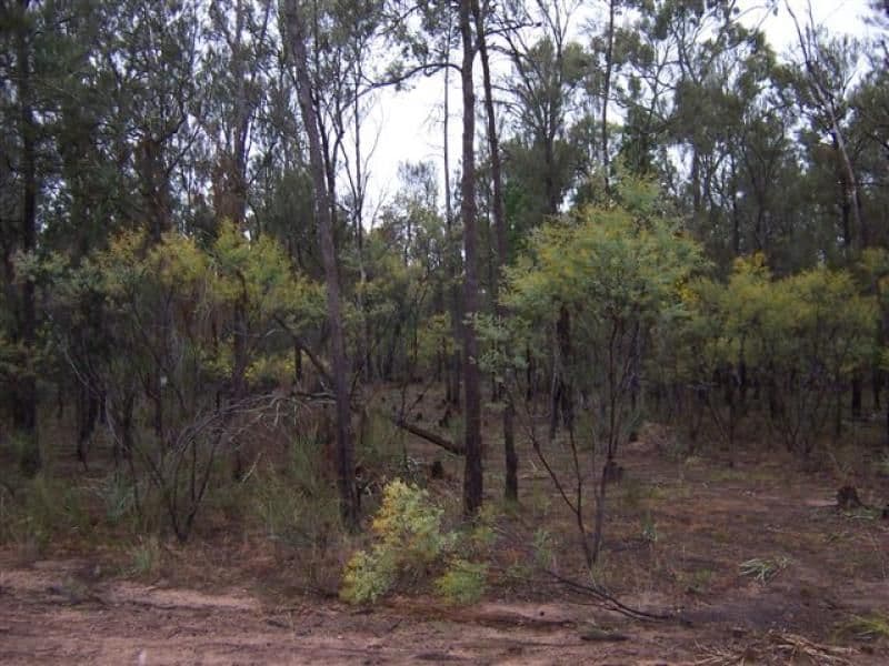 Lot 205 Males Drive, TARA QLD 4421, Tara - Thumbnail 2