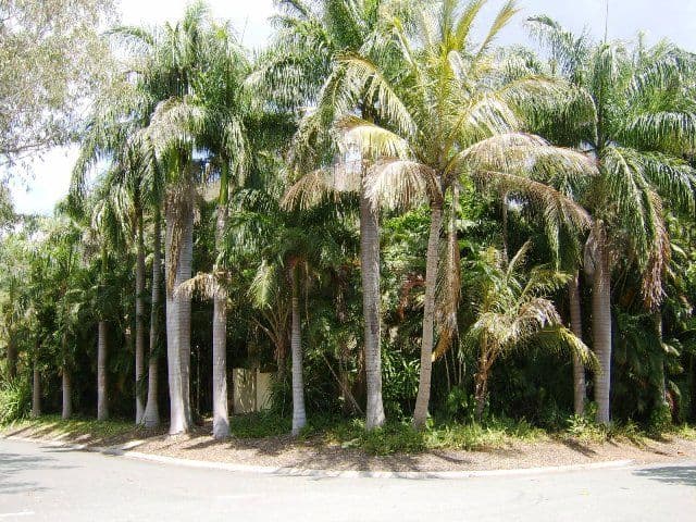 2 Jeenon Street, Yaroomba, COOLUM BEACH QLD 4573, Coolum Beach - Thumbnail 2