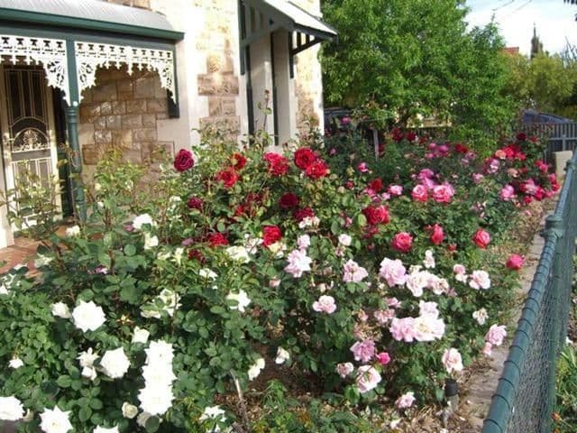 29 Bagot Avenue, MILE END SA 5031, Mile End - Thumbnail 2
