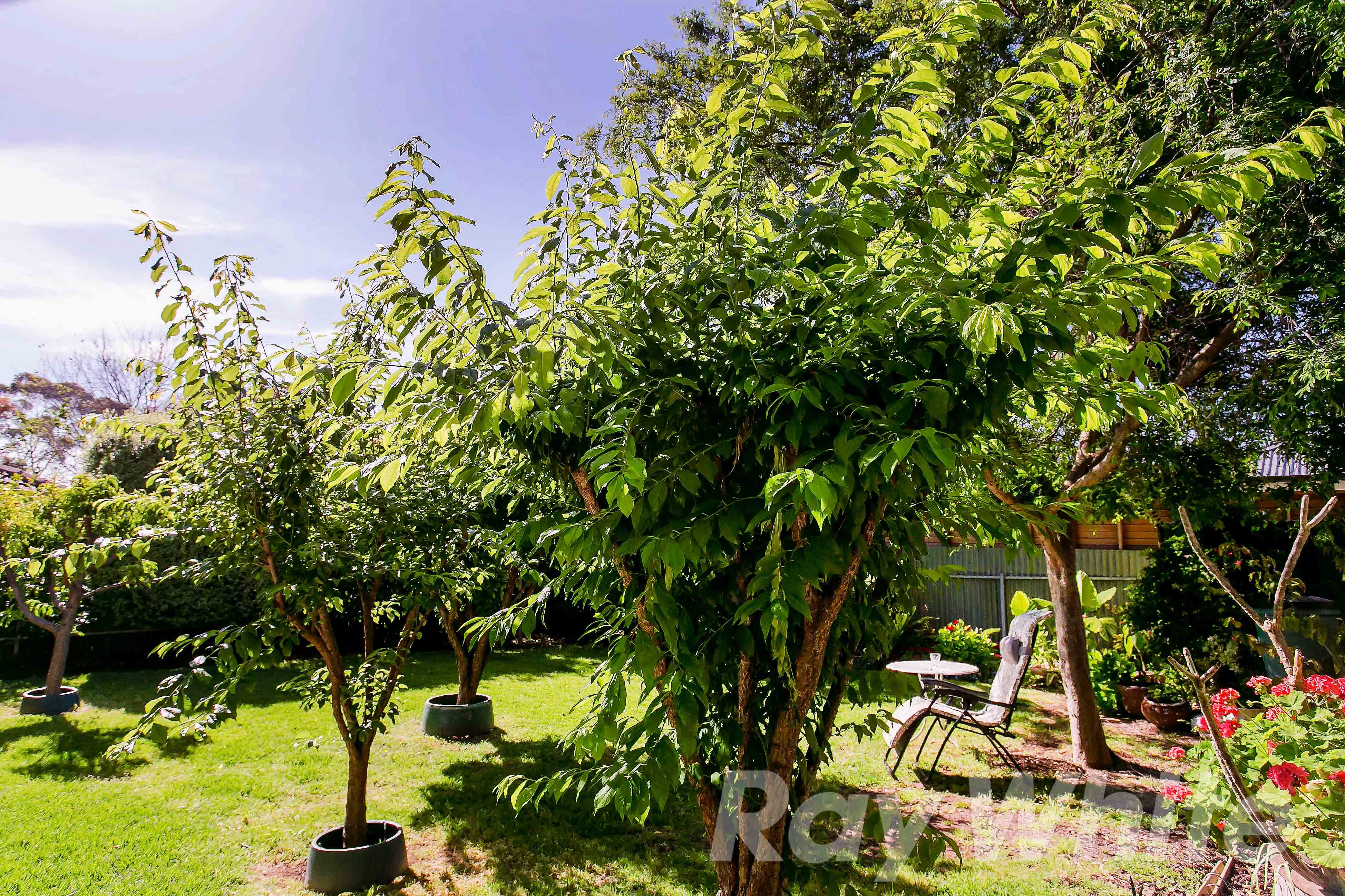 15 Mariner Street, Linden Park SA 5065, Linden Park - Thumbnail 7