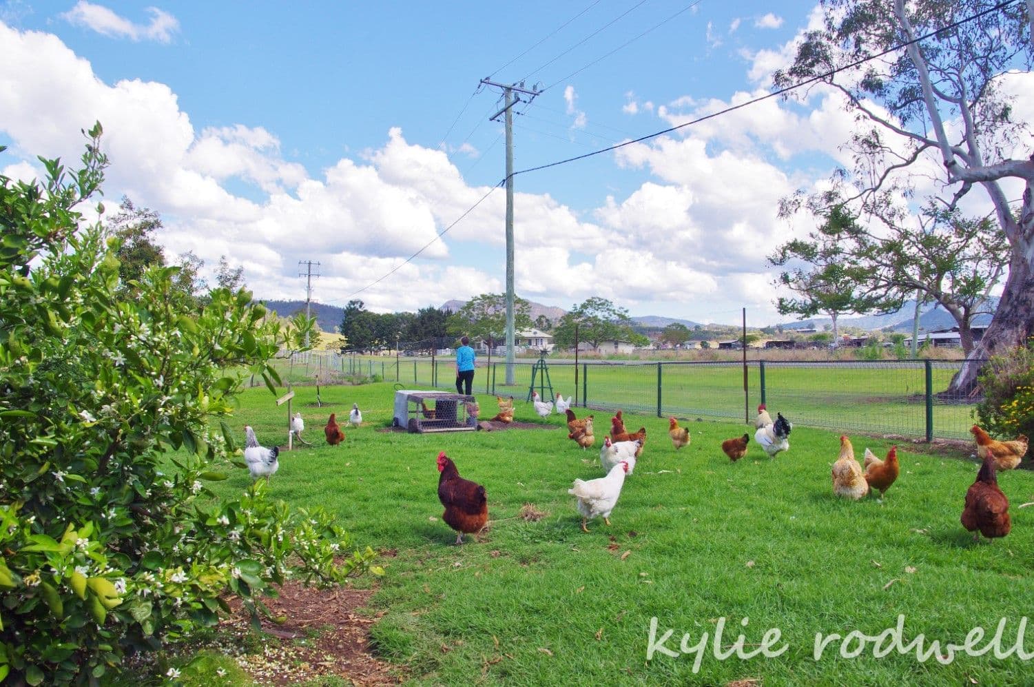 1683 Christmas Creek Road, Hillview QLD 4285, Hillview - Thumbnail 2