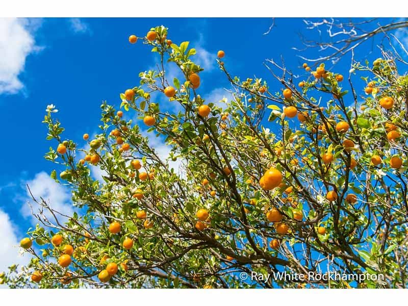 170 Black Creek Road, Nerimbera QLD 4701, Nerimbera - Thumbnail 2
