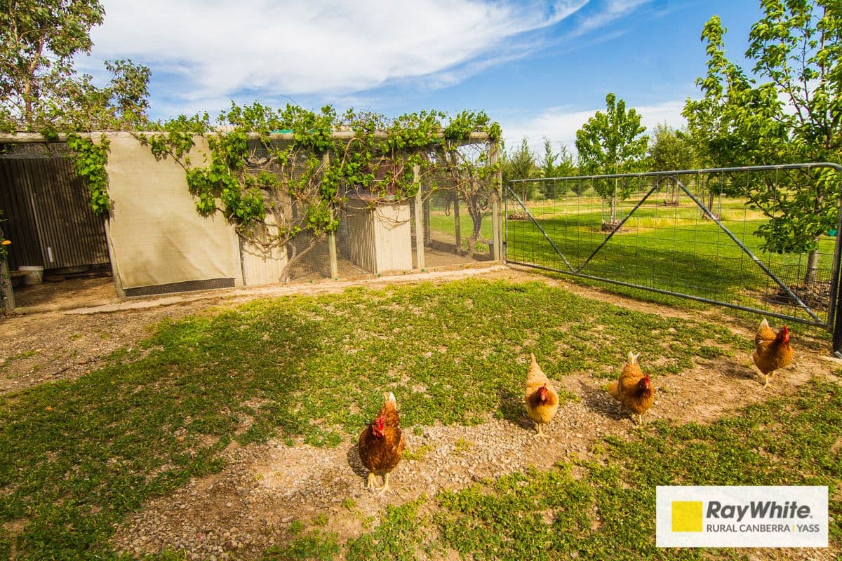 50 Dillon Street, Boorowa - Thumbnail 5