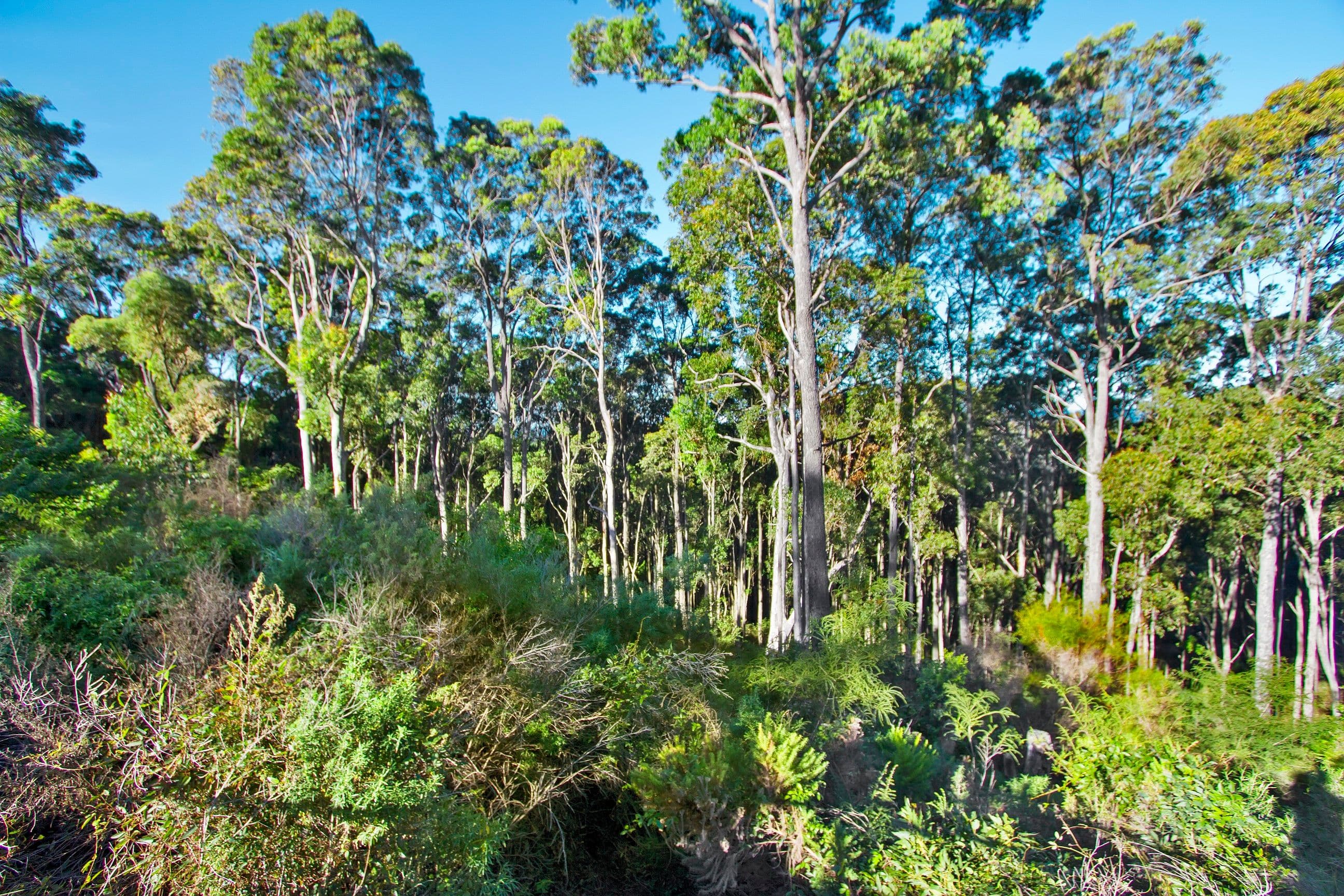 15 Barlings Drive, Tomakin NSW 2537, Tomakin - Thumbnail 6