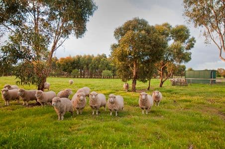 55 Bates Road, LITTLE RIVER VIC 3211, Little River - Thumbnail 8