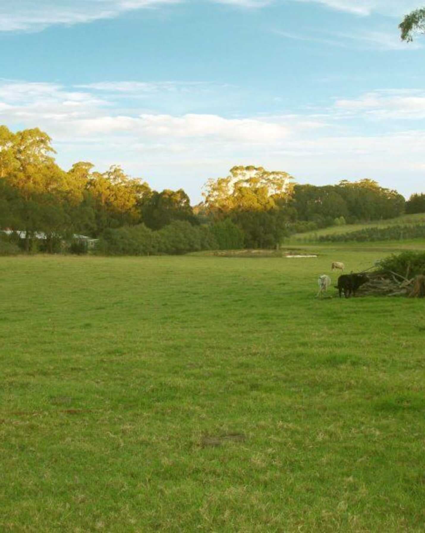 Laurel Hill Myra Vale Wildes Meadow, Meadow - Thumbnail 7