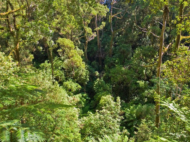 1060 Barham River Road, Apollo Bay - Image 1