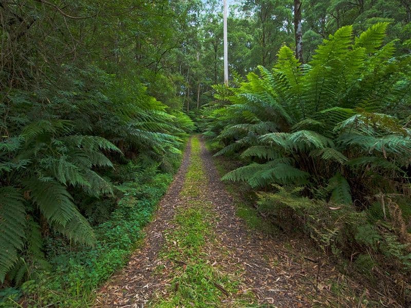 1060 Barham River Road, Apollo Bay - Thumbnail 4