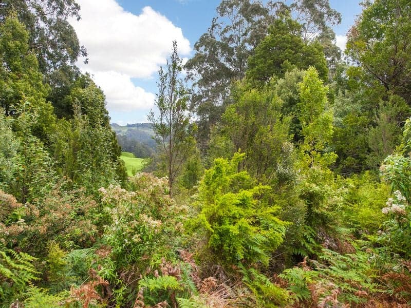 1060 Barham River Road, Apollo Bay - Thumbnail 5