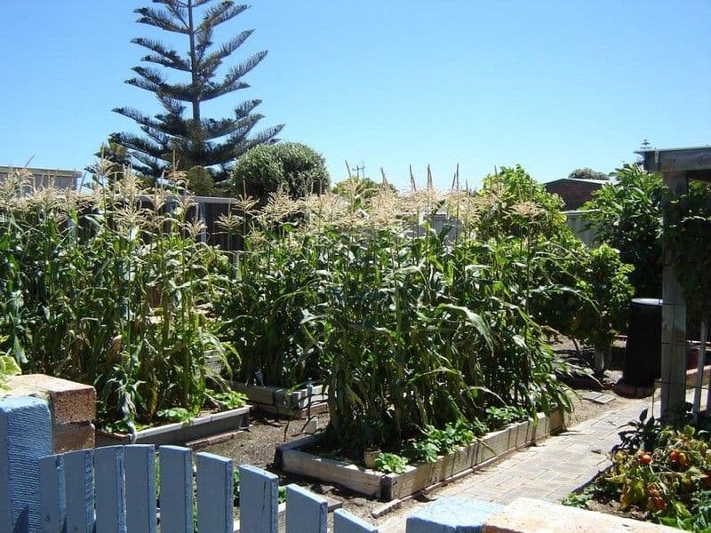 5  Ward Street, JURIEN BAY WA 6516, Jurien Bay - Thumbnail 8