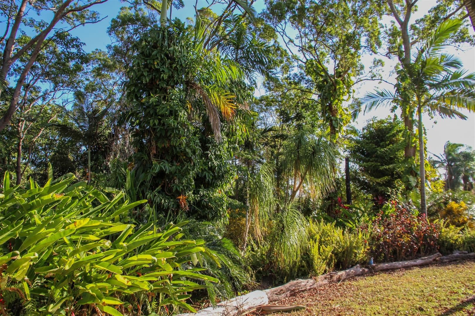 50 Caprioglio Road, Conway QLD 4800, Conway - Thumbnail 8