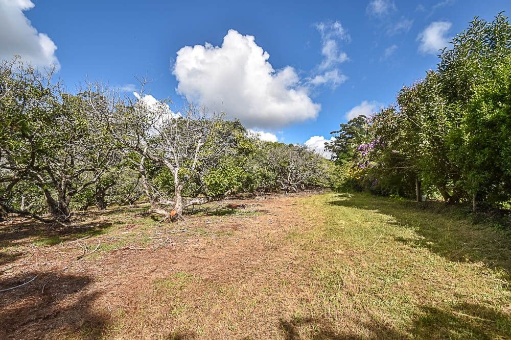 153-161 Alpine Terrace, Tamborine Mountain QLD 4272, Tamborine Mountain - Thumbnail 2