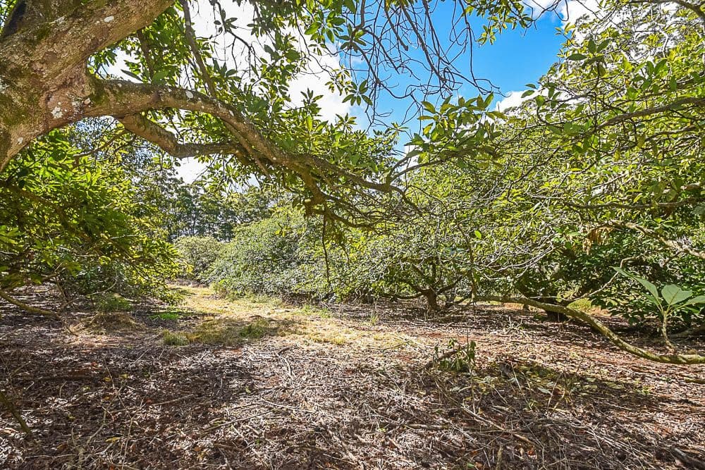 153-161 Alpine Terrace, Tamborine Mountain QLD 4272, Tamborine Mountain - Thumbnail 6