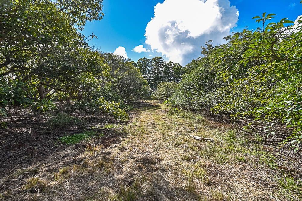 153-161 Alpine Terrace, Tamborine Mountain QLD 4272, Tamborine Mountain - Thumbnail 7