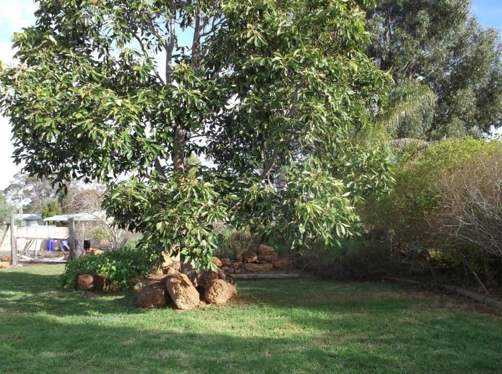12 Booth Street, MOUNT BARKER WA 6324, Mount Barker - Thumbnail 4