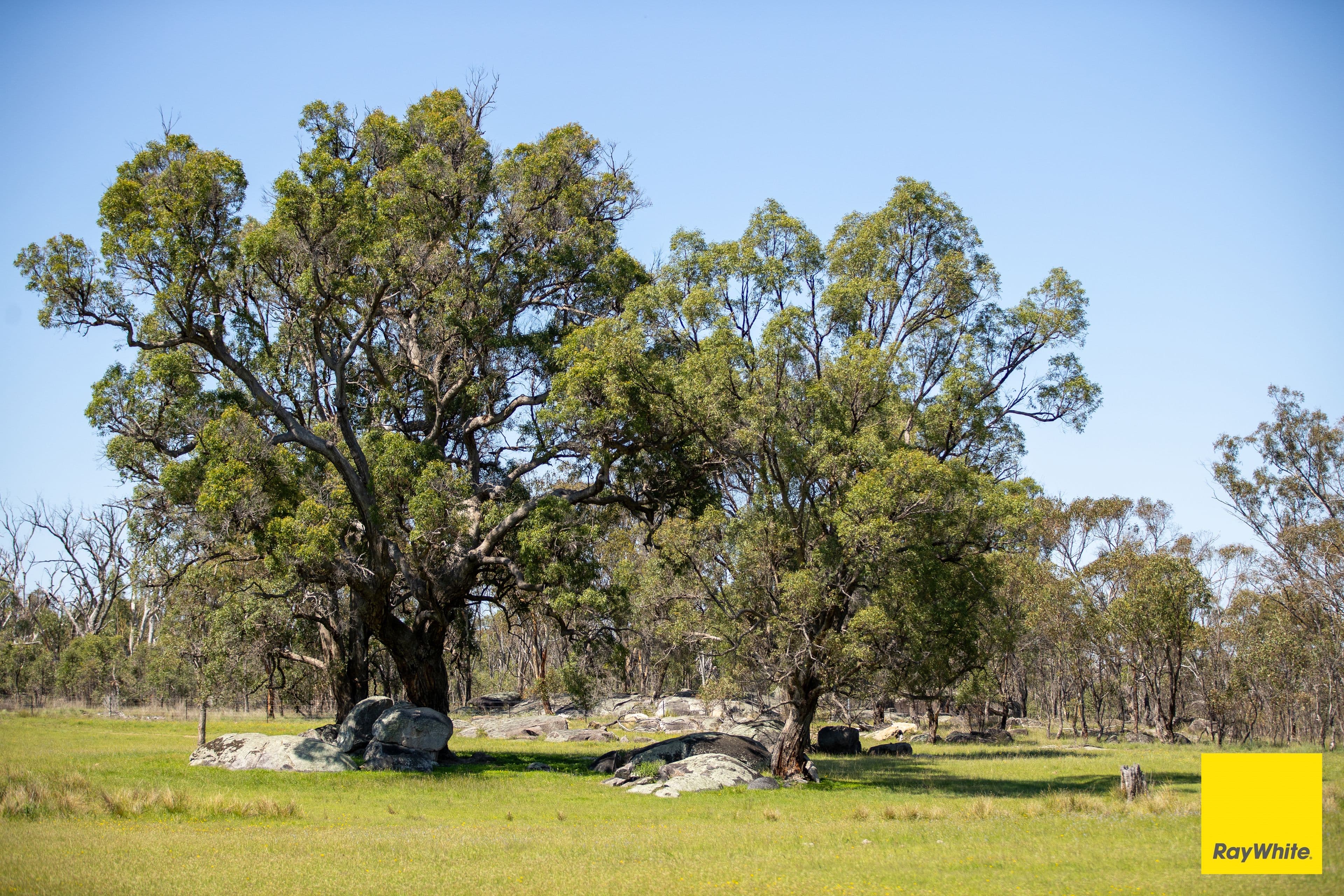 454 Torryburn Road, Uralla NSW 2358, Yarrowyck - Thumbnail 4