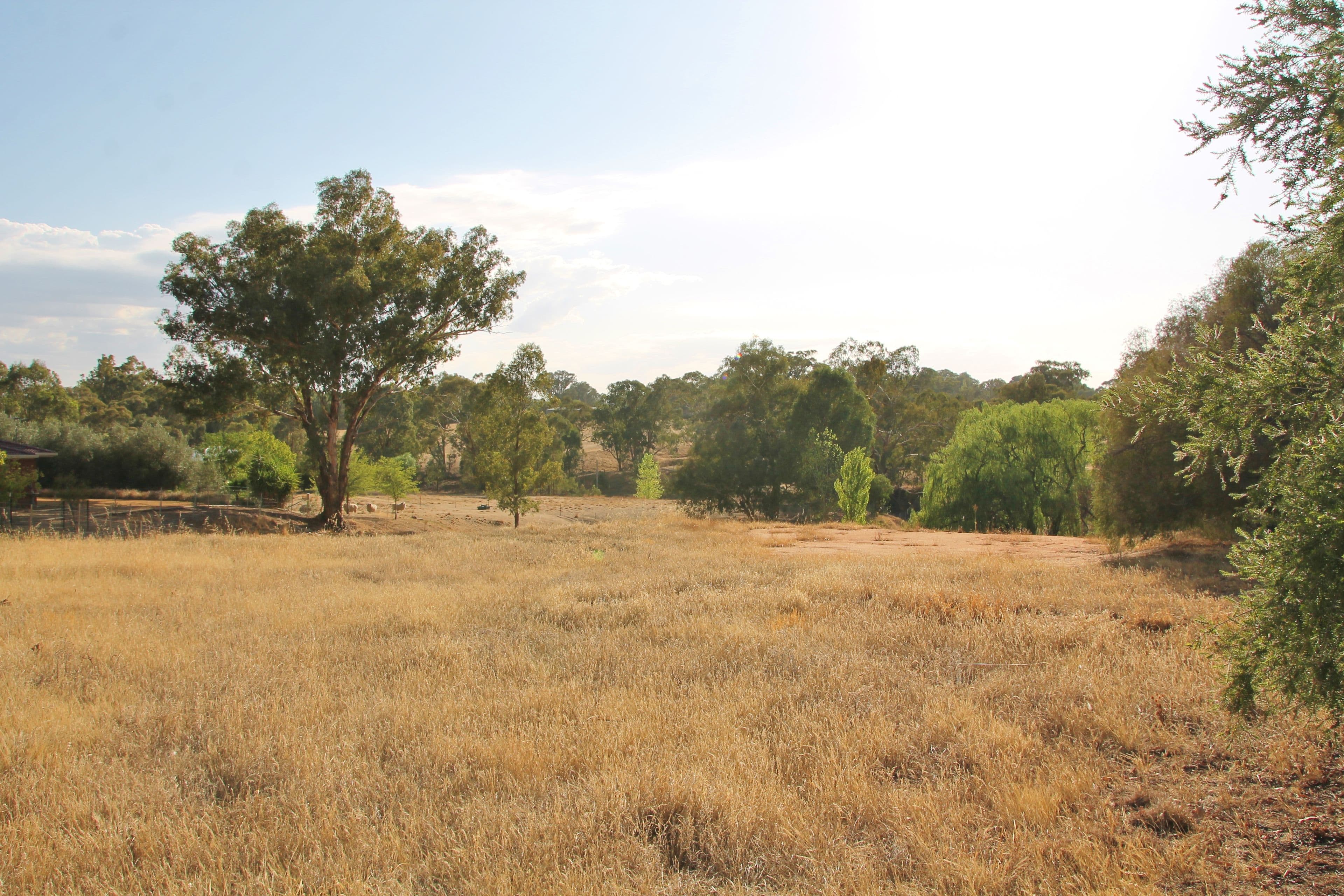 54 Petticoat Lane, Young NSW 2594, Young - Thumbnail 3