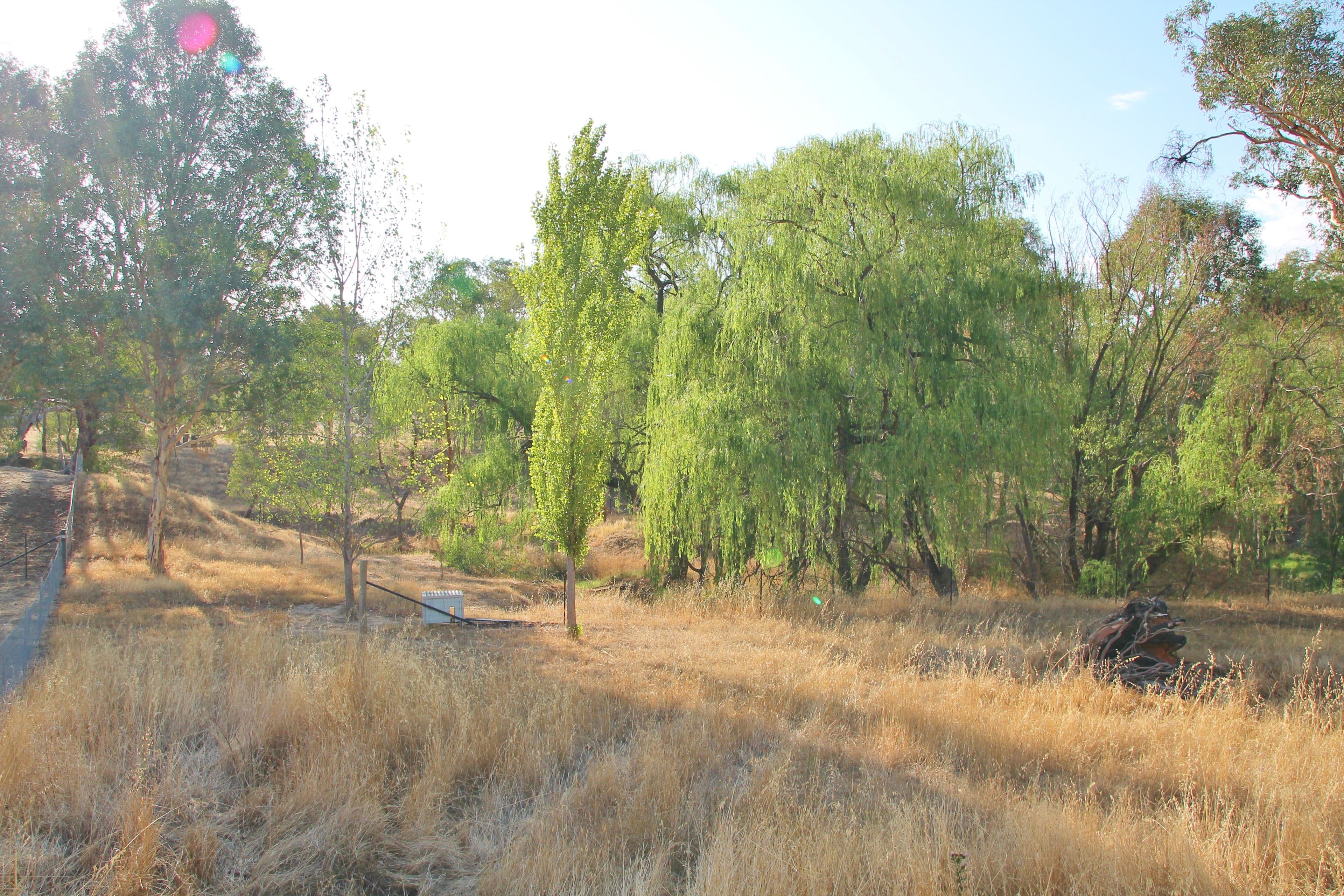 54 Petticoat Lane, Young NSW 2594, Young - Thumbnail 4
