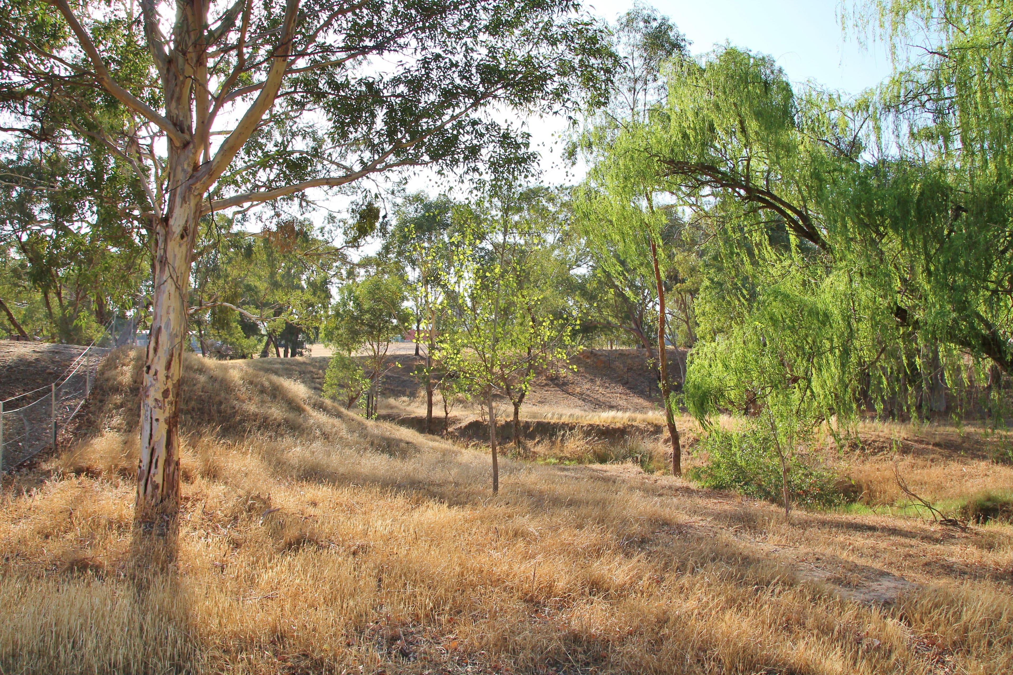 54 Petticoat Lane, Young NSW 2594, Young - Thumbnail 5