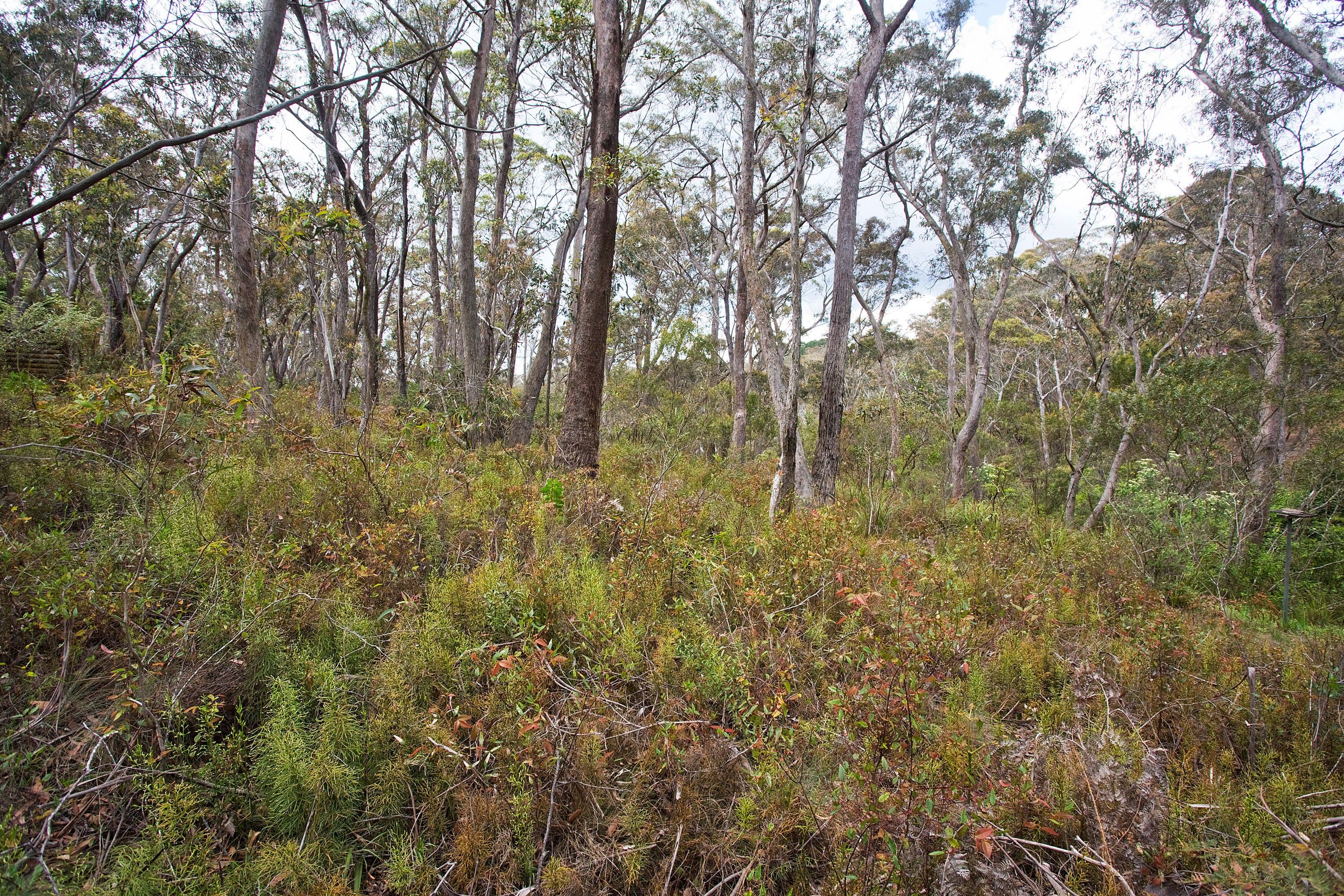 25 Fourth Avenue, Katoomba NSW 2780, Katoomba - Thumbnail 4