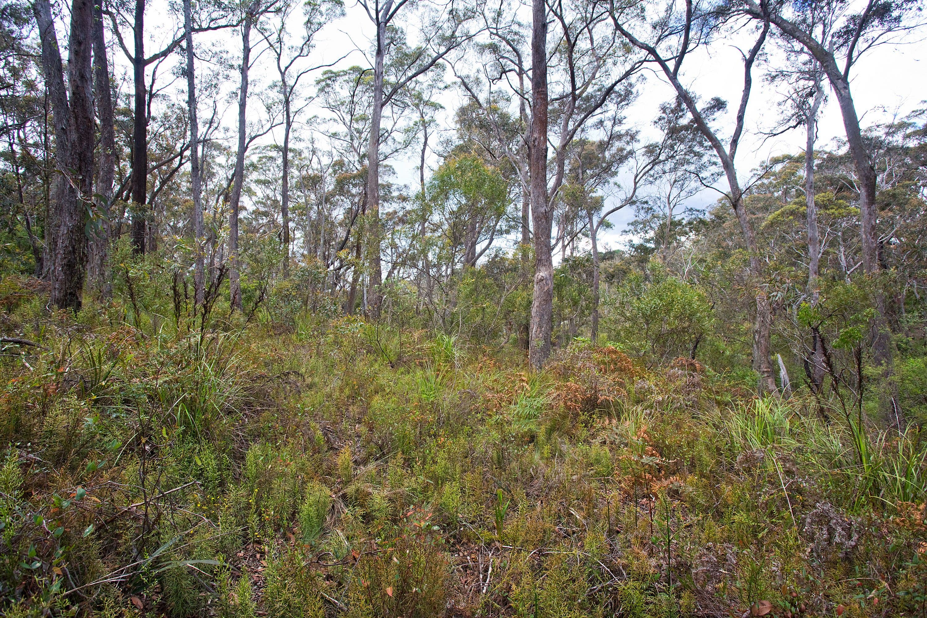 25 Fourth Avenue, Katoomba NSW 2780, Katoomba - Thumbnail 6