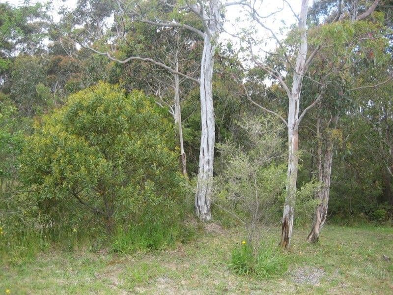 42 Delmonte Avenue, MEDLOW BATH NSW 2780, Medlow Bath - Thumbnail 4