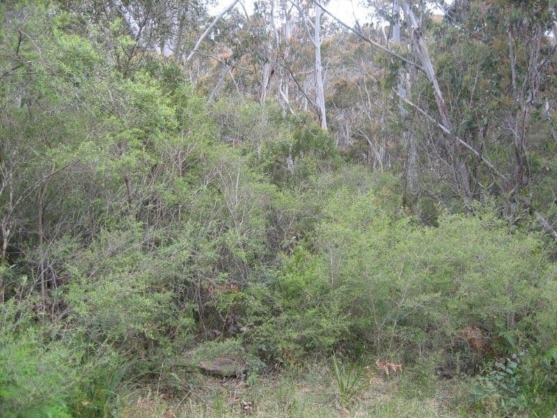 42 Delmonte Avenue, MEDLOW BATH NSW 2780, Medlow Bath - Thumbnail 5