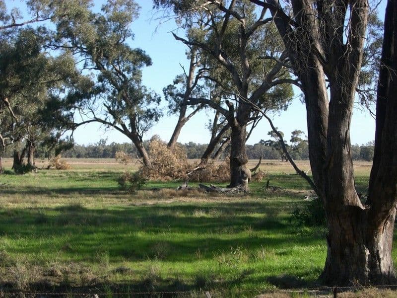 279 Dahwilly Lane, DENILIQUIN NSW 2710, Deniliquin - Thumbnail 3