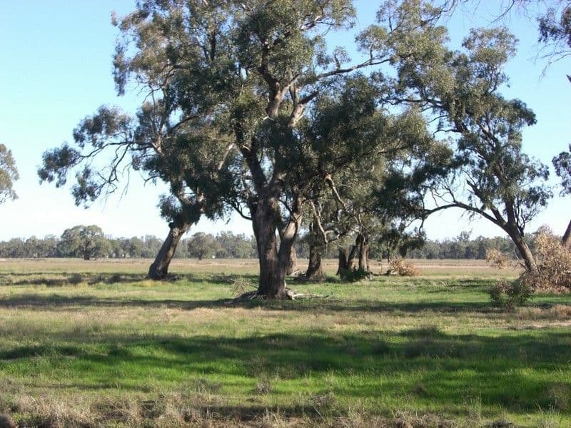 279 Dahwilly Lane, DENILIQUIN NSW 2710, Deniliquin - Thumbnail 4