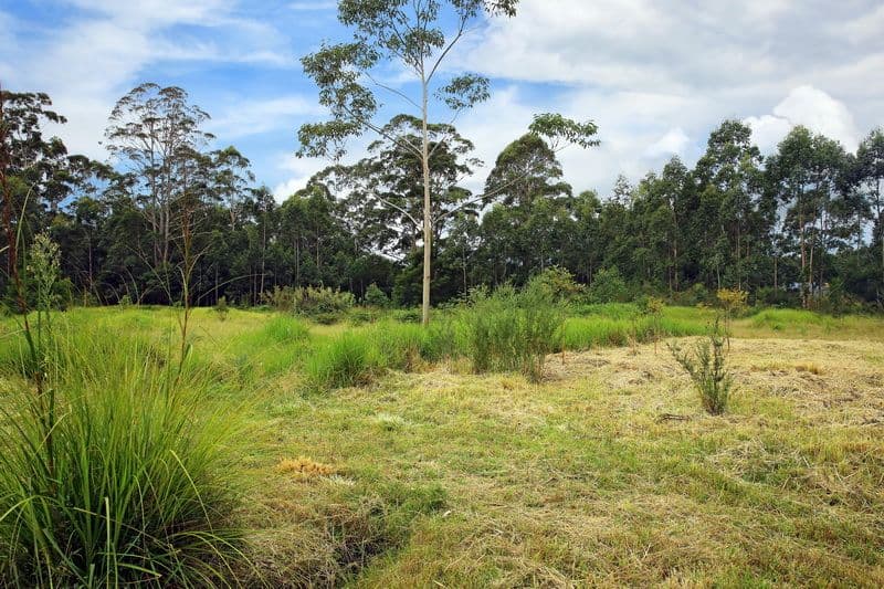 107 Battunga Drive, Tomerong NSW 2540, Tomerong - Thumbnail 4