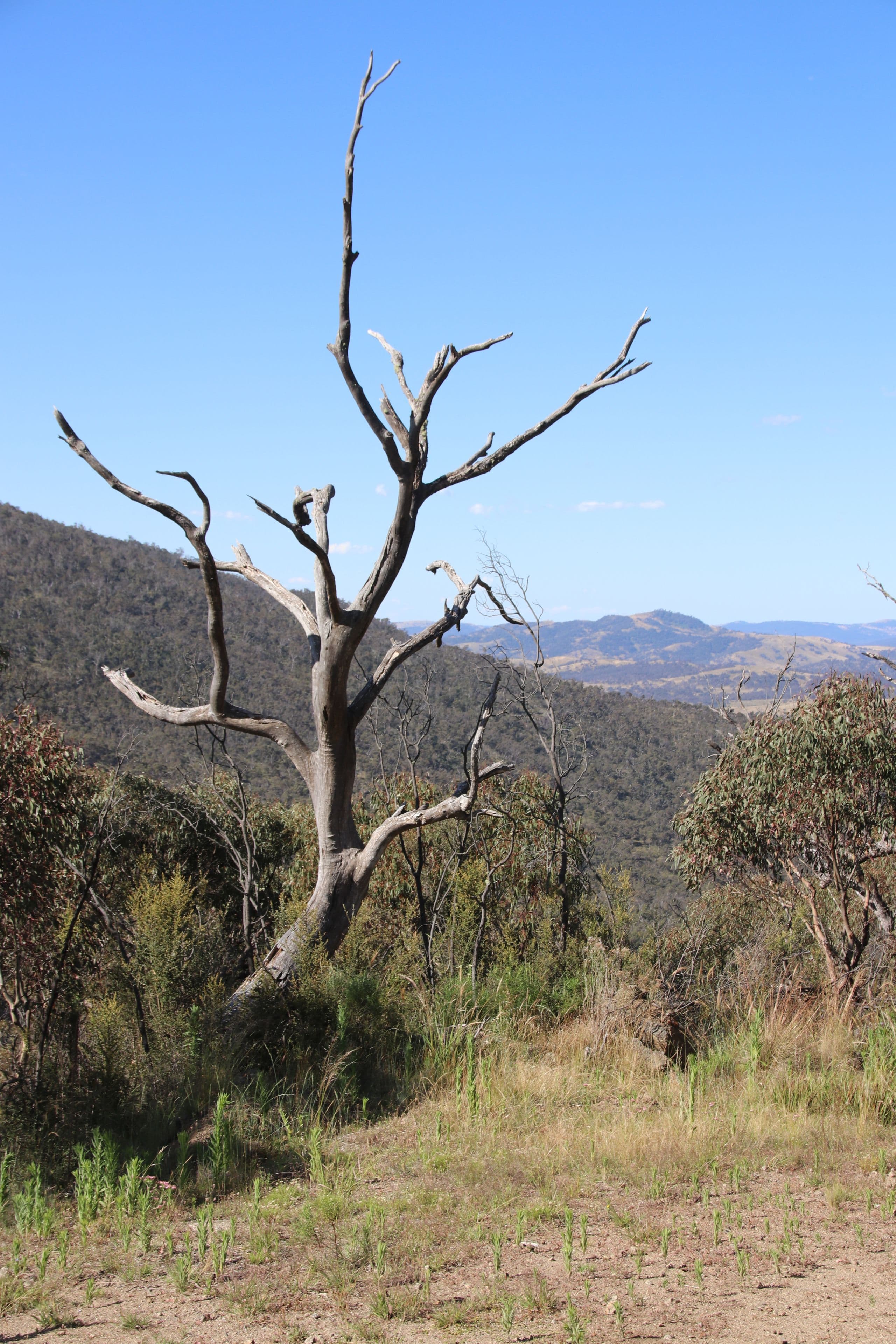 2617 Smiths Road, Clear Range NSW 2620, Clear Range - Thumbnail 2