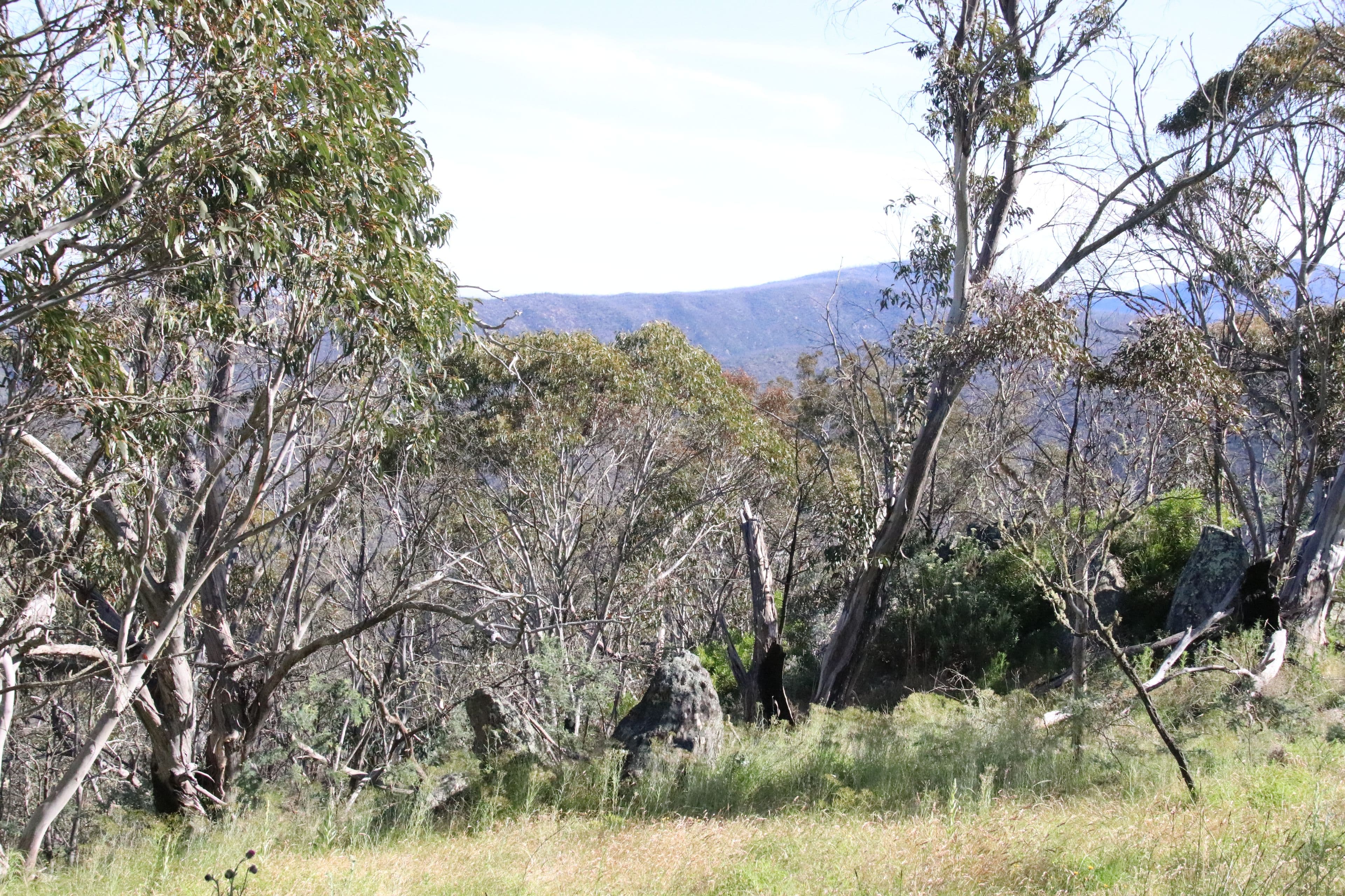 2617 Smiths Road, Clear Range NSW 2620, Clear Range - Thumbnail 6