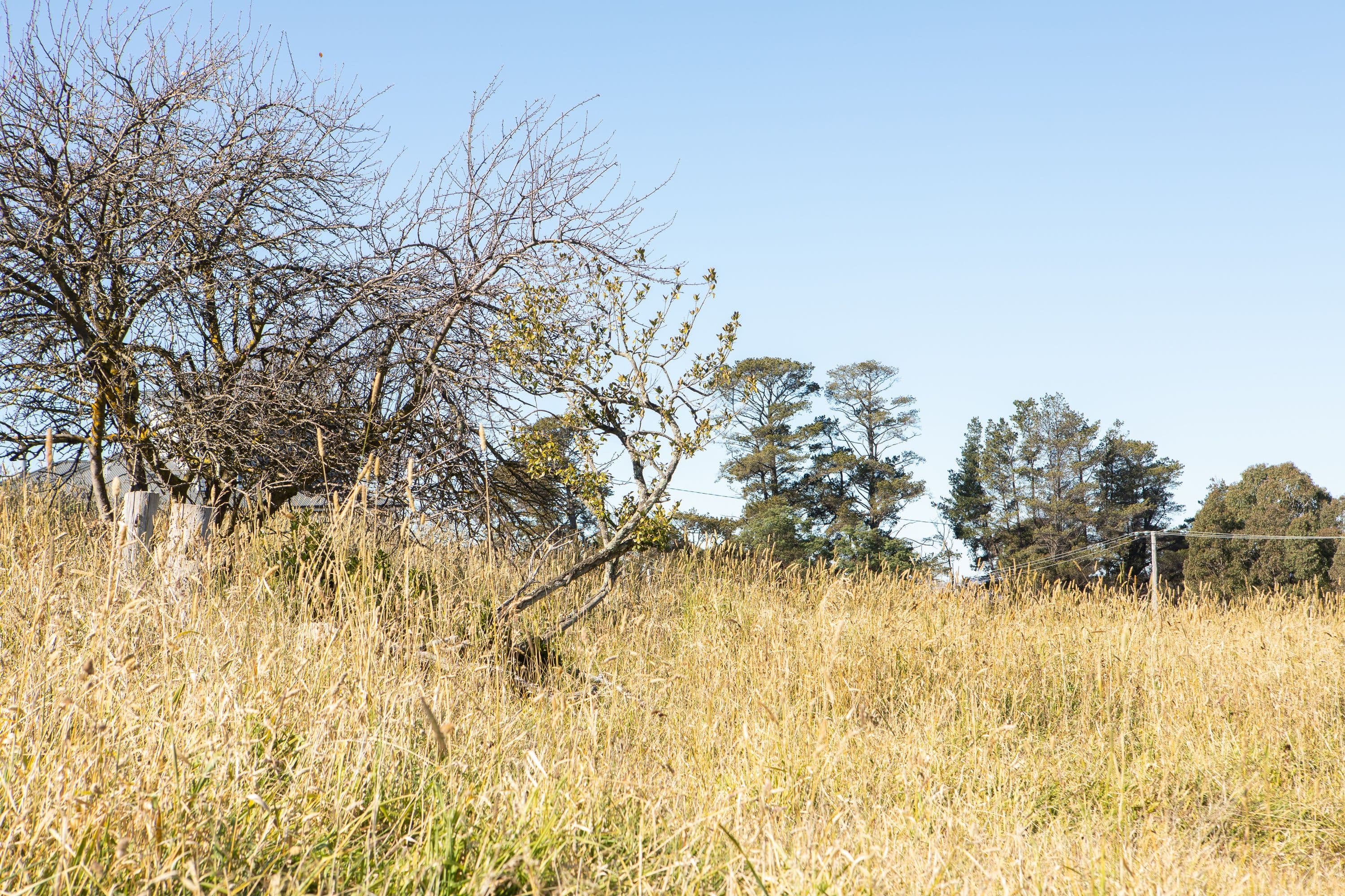 106 Sandon Street, Guyra NSW 2365, South Guyra - Thumbnail 4