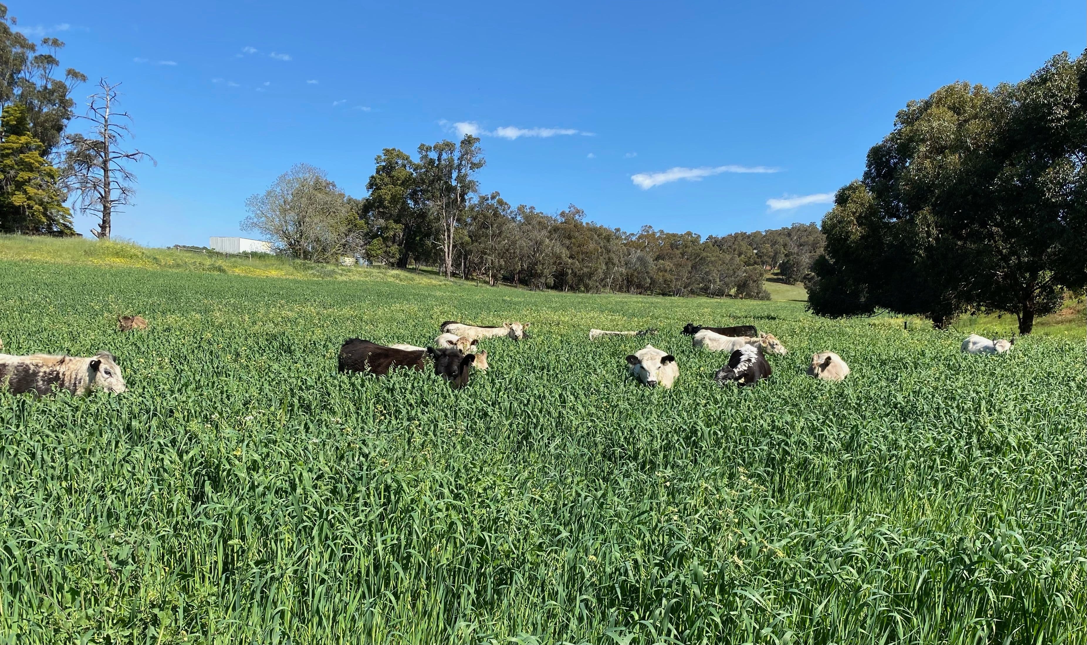 751 Chittering Valley Road, Lower Chittering WA 6084, Lower Chittering - Thumbnail 2
