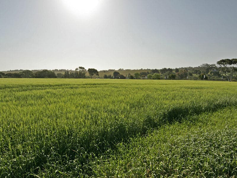 Lot 90 Martins Road, McLaren Vale - Image 1