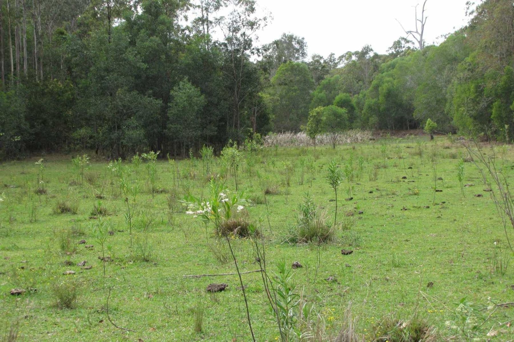 Ellangowan NSW 2470, Ellangowan - Thumbnail 6