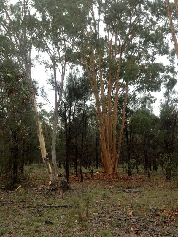 76 Community Lane, Meigunyah Estate, GORANBA QLD 4421, Goranba - Thumbnail 2